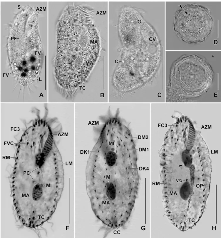 Fig 2. Photomicrographs of Sterkiella tricirrata Italian population from life (A–E) and after protargol impregnation (F–H)