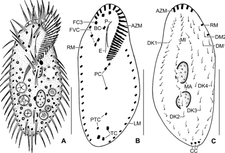 Fig 3. Line diagrams of Sterkiella tricirrata Indian population from life (A) and after protargol impregnation (B, C)