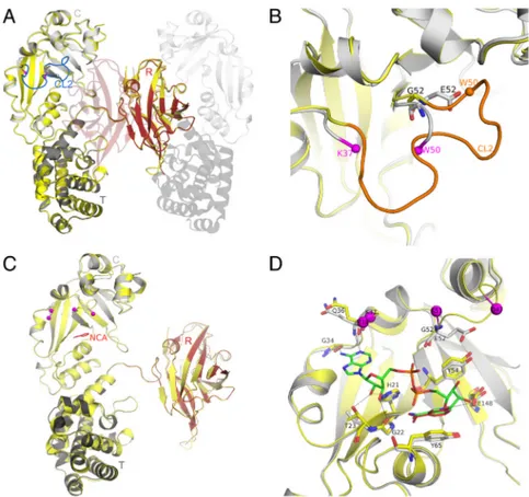Fig. 1. NF- and NCA-CRM197. (A) CRM197 catalytic (C) (residues 1 –187), transmembrane (T) (residues 201–384), and receptor (R) (residues 387–535) domains are colored as light gray, dark gray, and red, respectively, and labeled