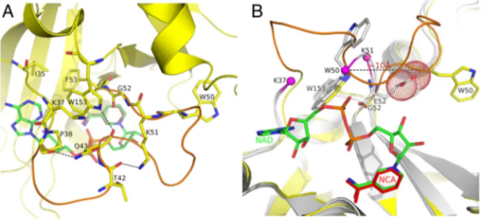 Fig. 3. CRM197 in nonreducing conditions has NAD-glycohydrolase activity. The NAD-glycohydrolase activity of DT (20 μg) and CRM197 (20 μg) was  car-ried out in 50 mM potassium phosphate, pH 7.5, 0.1 mM [carbonyl- 14 C]NAD (0.05 μCi) in a total volume of 0.