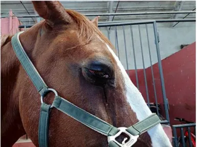 Fig. 1.  Right eye of a 26-year-old horse before starting the treatment. Note blepharitis and blepharospas- blepharospas-mus, edematous and hyperemic conjunctiva, and plenty of mucous ocular discharge