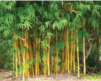Figure 1. Field of flax   Figure 2. Bamboo plantation 