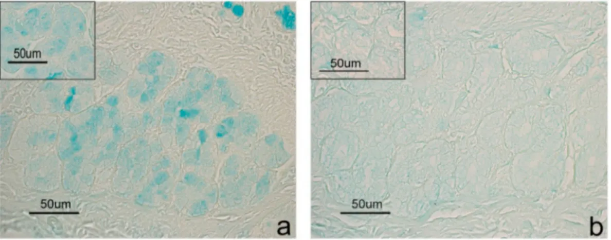 Figure 3. Duodenal glands from CTR samples. The sequential AB (a) and Sial-AB (b) histochemical treatments produce a decrease of reaction intensity