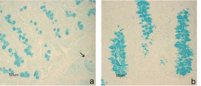Figure S2. Controls for enzyme effectiveness. Sections incubated with enzyme-free buffer showed AB strong  reactivity in swine duodenal goblet cells (a) and submucosal glands (↑), as well in colon goblet cells (b)