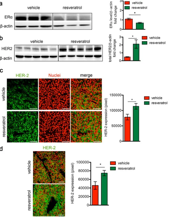 Figure  2.  Resveratrol  treatment  induces  HER2  over‐expression  and  ERα  down‐regulation  in  HER2+/ERα+ mammary carcinomas.  (a) Representative western blot analysis of ERα and β‐actin (loading control) in spontaneous mammary tumors  from  Δ16HER2  m