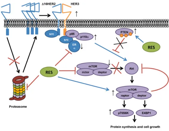 Figure  6.  Proposed  resveratrol’s  mechanism  of  action  in  a  luminal  B  breast  cancer  model.  Our  data  show  that resveratrol down‐regulates ERα and lowers the chymotrypsin‐like activity of the 20S proteasome in HER2+/ERα+ breast cancer, leading