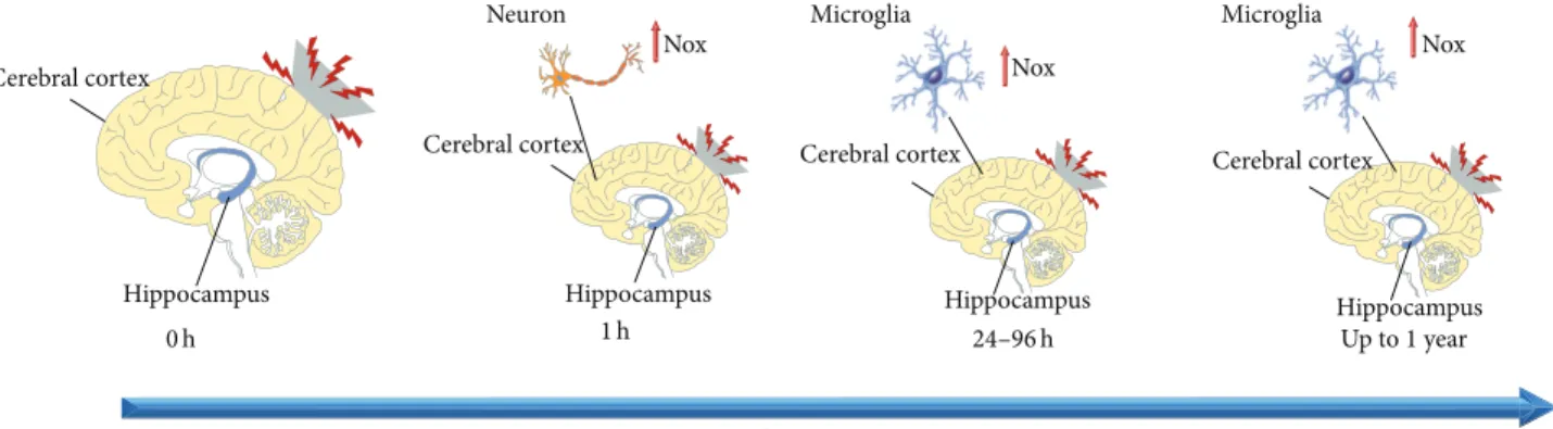 Figure 1: Time related changes of Nox expression after TBI.