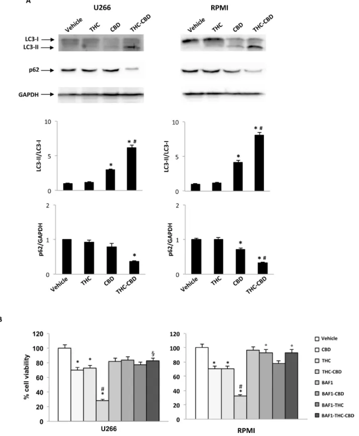 Figure 4: THC-CBD combination induces autophagic-cell death in MM cell lines.  A. U266 and RPMI were treated with CBD  (12.5 μM), THC (12.5 μM) alone and in combination