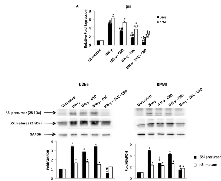 Figure 6: Regulation of the β5i subunit by THC and CBD in MM cell lines stimulated with IFN-γ