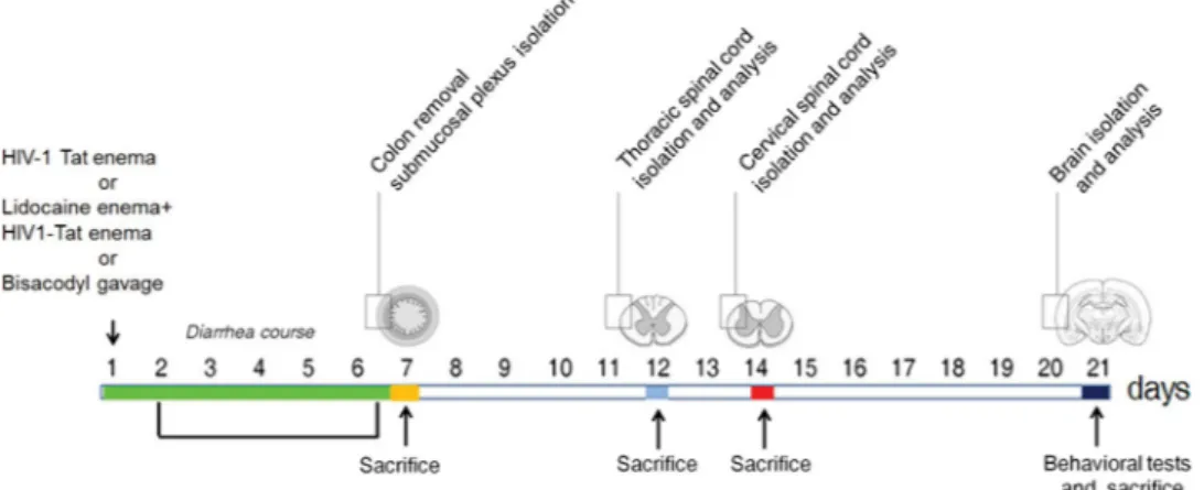 Figure 1.  Schematic representation of rats-induced diarrhea. Diagram showing the induction of diarrhea by 