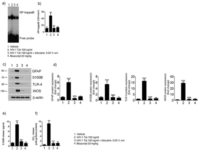 Figure 2. (a,b) EMSA analysis showing that intracolonic administration of HIV-1 Tat (100 ng/ml) induced a 