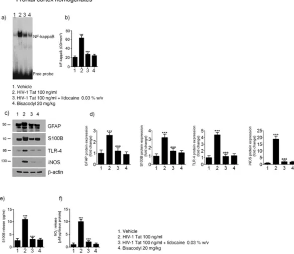 Figure 7.  Effect of HIV-1 Tat treatment on NF-kappaB activation in the nuclear extracts of frontal cortex 