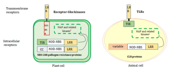 Figure 1 Extracellular and intracellular pattern recognition receptor (PRRs) in plants and animals
