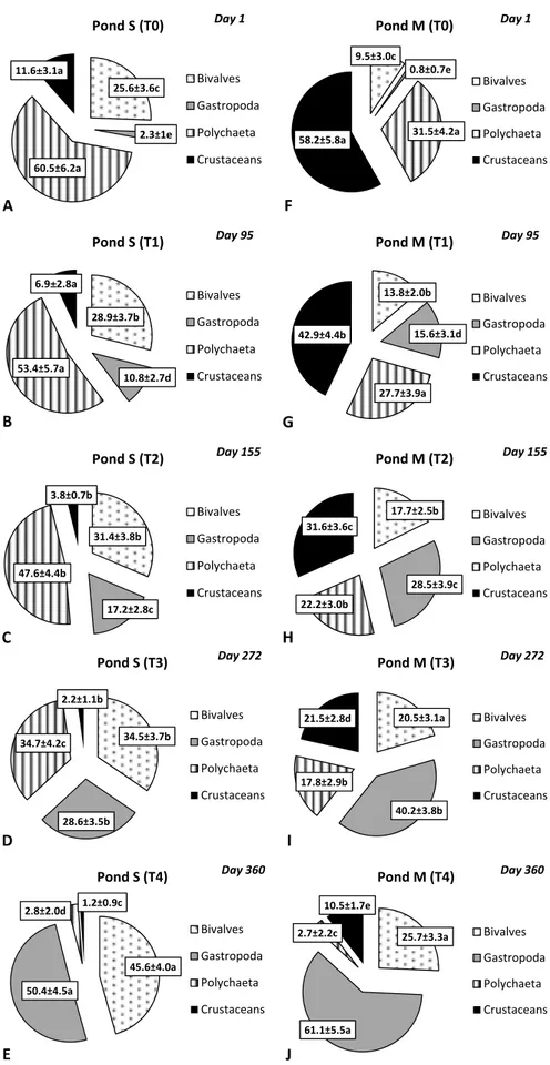 Fig. 3. Changes in the relative abundance of the macrobenthic community over the sampling period