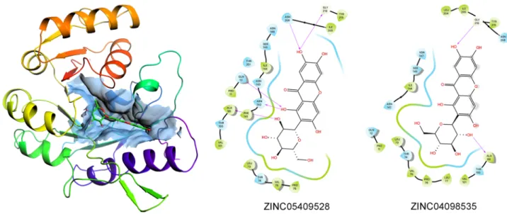 Figure 6.  3D representation of predictive complex between FNO and mangiferin stereoisomer ZINC05409528,  and comparative 2D visualization of the binding modes of ZINC05409528 (the best scoring stereoisomer of  mangiferin) and ZINC04098535 (commercial mang