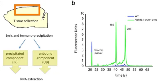 Fig. 1. a. Summary scheme of the TRAP method. b. Representative puriﬁcation of 18S and 28S rRNA from Aldh1L1–eGFPL10a transgenic mice (green) as detected by Bioanalyzer PicoChips (Agilent Technologies)