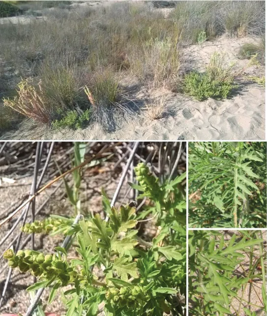 Figure 7. Ambrosia maritima in Sardinia: plants in their coastal dunes habitat, comparison between leaves of 