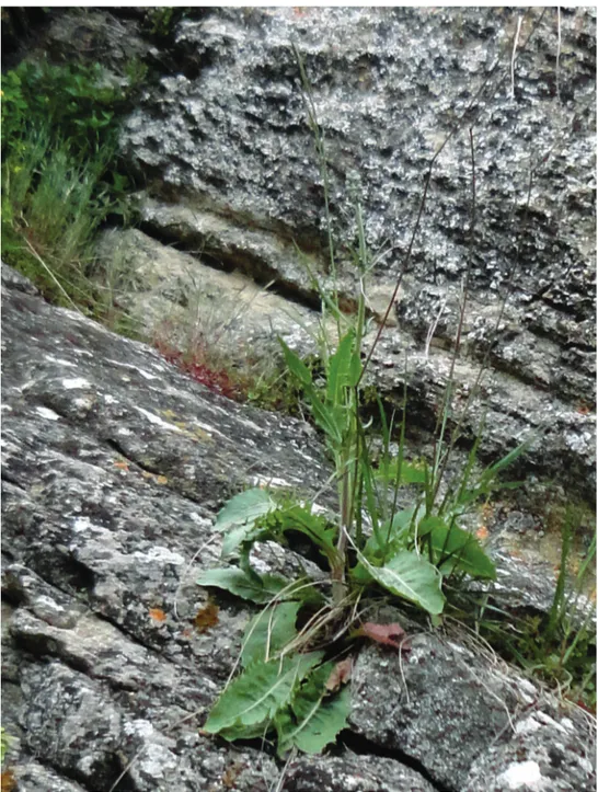 Figure 1. Individual in bud of Crepis lacera subsp. titani on limestone cliffs of Monte Titano (San Marino 