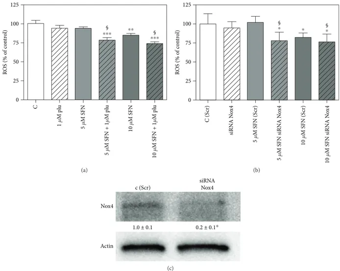 Figure 6: Eﬀect of SFN on intracellular ROS level in B1647 cell line after Nox4 inhibition or silencing