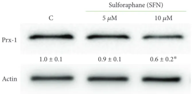 Figure 8: Eﬀect of SFN on peroxiredoxin-1 (Prx-1) in B1647 cell line. B1647 cells were incubated with 5 or 10 μM SFN for 24 h