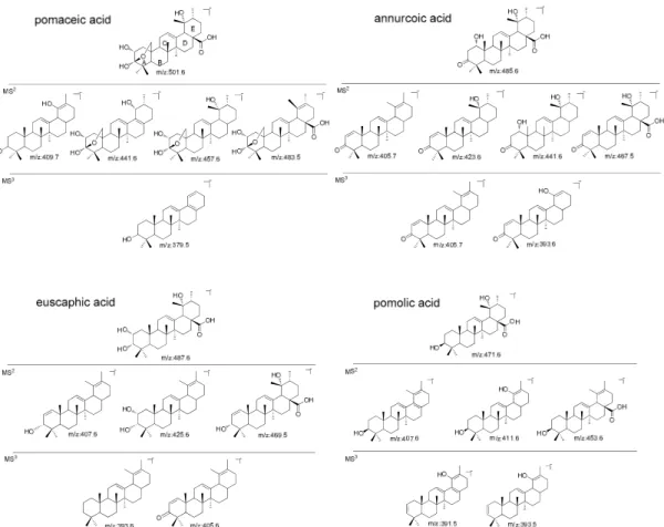 Figure 2. Tentative structures proposed for the main fragment ions of pomaceic, annurcoic, euscaphic  and pomolic acids in the MS n  study