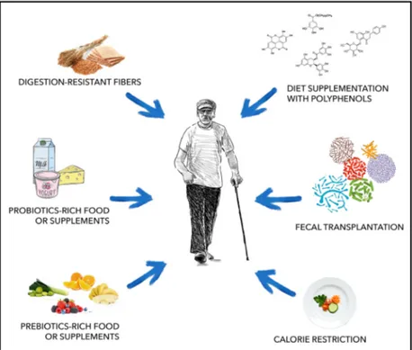 Fig. 4. Strategies used to modulate gut microbiota composition. Diet-based strategies and faecal transplantation are considered promising approaches to regulate function and composition of gut microbial population, favouring the abundance of beneficial bac