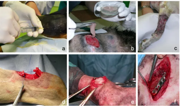 Figure 1. Possible applications of canine platelet-rich plasma (PRP) in the clinical practice: (a): intra-