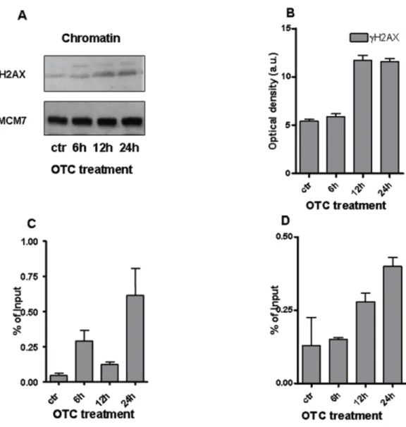 Figure 3 OTC and the chromatin changes. (A) The western blot for γ H2AX performed on chromatin extracts
