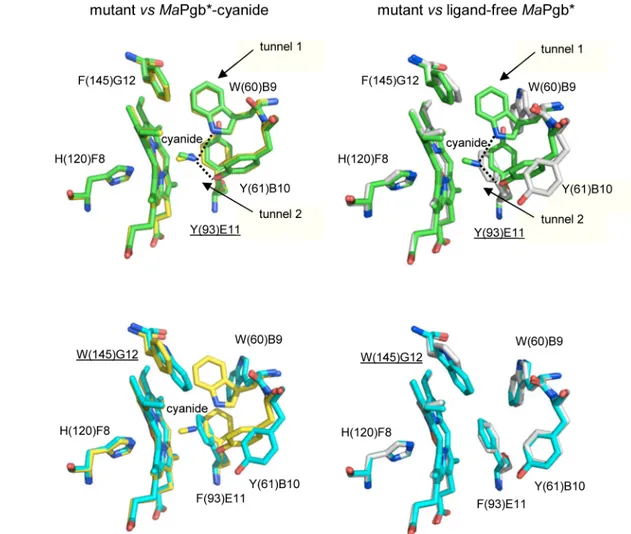Fig 9. Structures of the heme distal site of MaPgb*(III)-cyanide mutants. Residues lining the heme distal pocket are indicated (one letter code) and shown in green for the Phe(93)E11Tyr mutant (panel A) and in cyan for the Phe(145)G12Trp mutant (panel B)