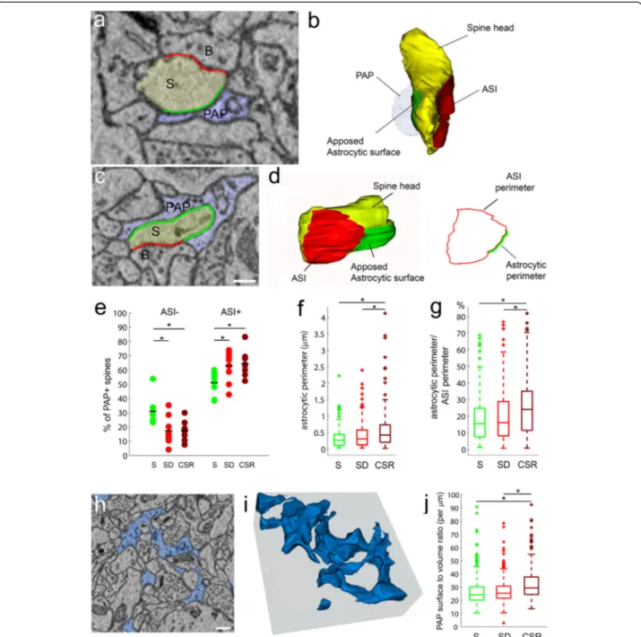 Fig. 6 Wake brings astrocytic processes closer to the synaptic cleft. a –d Examples of electron microscope images showing PAP +ASI– (a) and PAP +ASI+