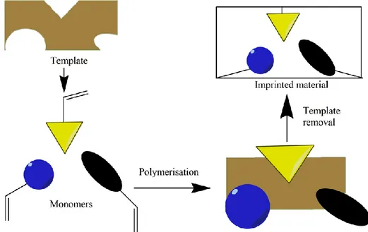 Figure 1. Synthesis of molecularly imprinted polymers (MIPs). 