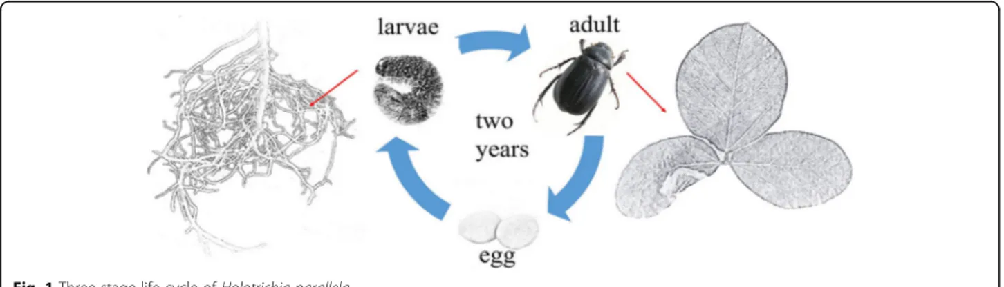 Fig. 1 Three-stage life cycle of Holotrichia parallela