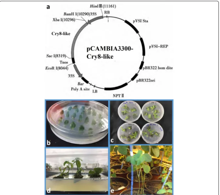 Fig. 2 Agrobacterium-mediated transformation of soybean. (a) Diagram of pCAMBIA3300-cry8-like used for transformation