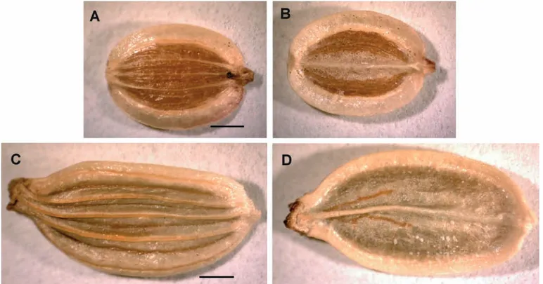 Fig. 2 - Mericarps. A, B) Dichoropetalum carvifolium-chabraei; C, D) D. schottii; A, C) dorsal side; B, D) commissural side