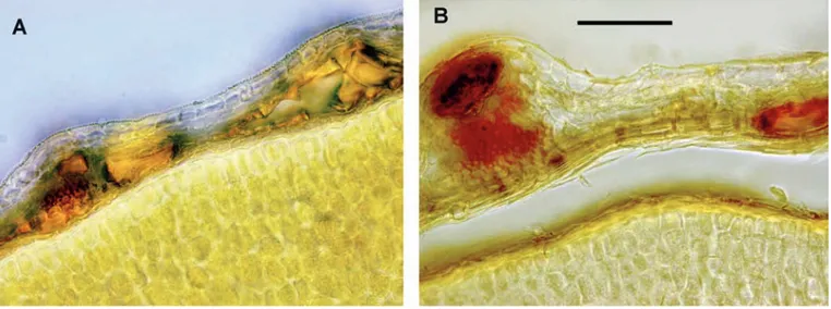 Fig. 4 - Microphotographs of mericarp transections. �) Dichoropetalum carvifolium-chabraei; B) D