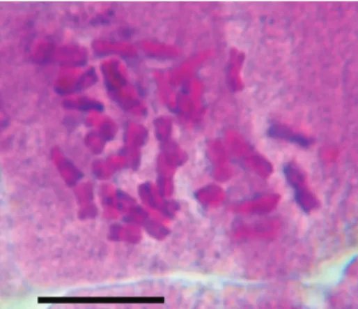 Figure 2. Hieracium portanum Belli, 2n = 36. Scale bar: 10 µm.
