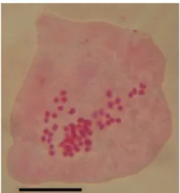 Figure 3. Asyneuma trichocalycinum (Ten.) K.Malý, 2n = 64. Scale bar 10 µm.