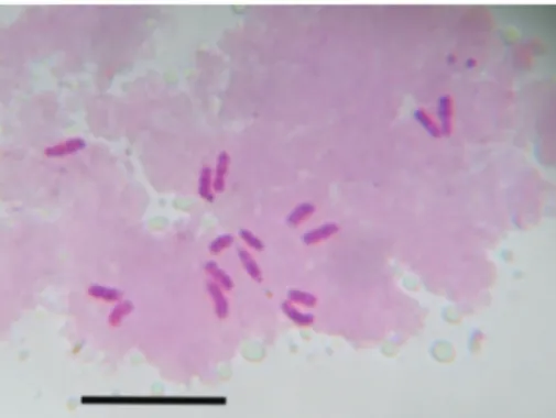 Figure 4. Carduus nutans L. subsp. perspinosus (Fiori) Arènes, 2n = 16. Scale bar: 10 μm.