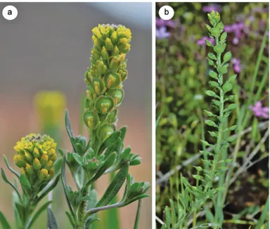 Fig. 1. Alyssum desertorum: a – infl orescence, b – raceme whit 