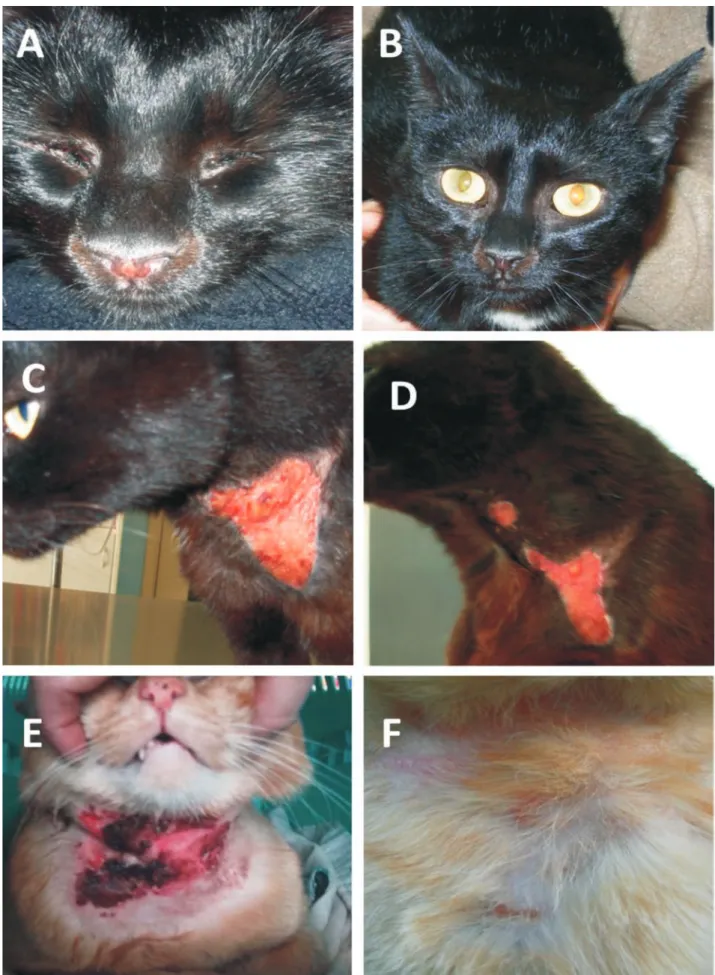 Fig. 3. Dermatological improvements of cats belonging to ND group before (A-C-E) and after (B-D-F) 60 days of diet supple- supple-mentation.