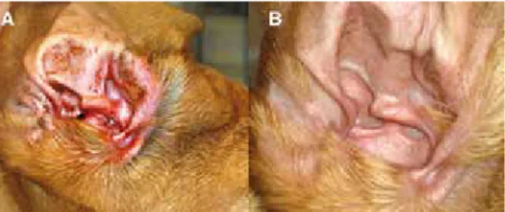 Figure 3. Food related otitis media in a dog. (A) Before 