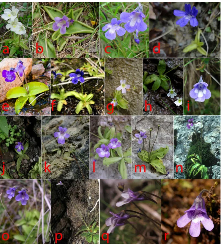 Fig 1. Flower diversity of Pinguicula species occurring in Italy and surrounding areas