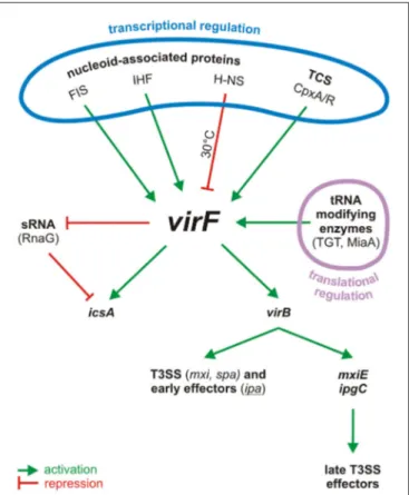 FIGURE 1 | Centrality of VirF in the pINV regulatory cascade of
