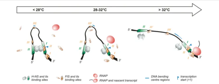 FIGURE 2 | Temperature-dependent regulation of the promoter of the virF gene. The virF promoter contains two H-NS (indicated in green) and four FIS (indicated in orange) binding sites (Falconi et al., 1998, 2001)