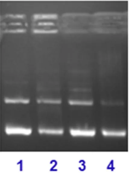 Figure 11.  Gel mobility pattern for the cleavage of pBR322 DNA (100 ng) by complex 1 (10 μM) in the  presence of major/minor groove recognition element: lane 1, 1 + Distamycin + DNA; lane 2, 1 + Methyl  green + DNA; Lane 3, 1 + DAPI + DNA; lane 4, DNA onl
