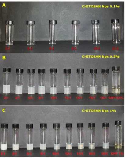 Figure 2. Image of the prepared chitosan nanoparticle dispersions in 200 mM acetate buffer pH 4.5 at 