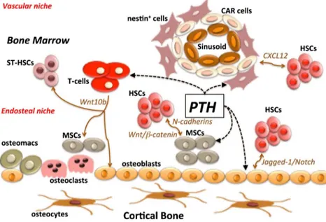 Fig. 1 PTH targets distinct bone marrow elements within an anabolic scenario. Notably, intermittent administration of PTH affects early osteoblastic cells, MSCs, and T cells, inducing multiple spatiotemporal effects