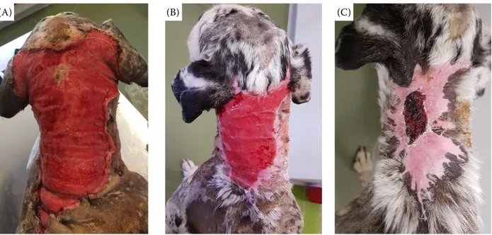 Figure 1. The 17-year-old, male mixed breed dog, before the PBM (photobiomodulation) initiation (A), after 4 weeks  (B) and at the end of the PBM management (ca 9 weeks)