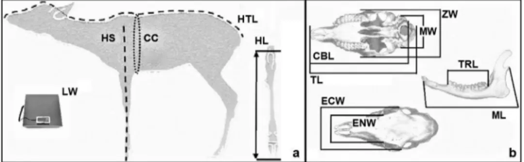 Figure 1. Reference point for body (a) and cranial (b) parameters collected from fawns adults taken by hunters: live weight (LW), head –