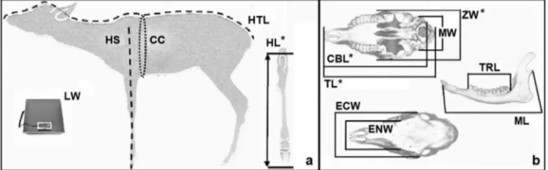 Figure 5. Reference point for body (a) and cranial (b) parameters collected from fawns